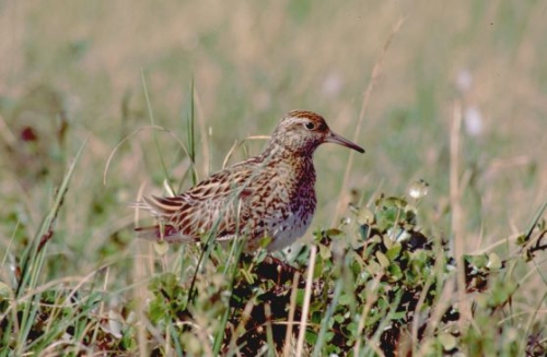 ������������ ��������